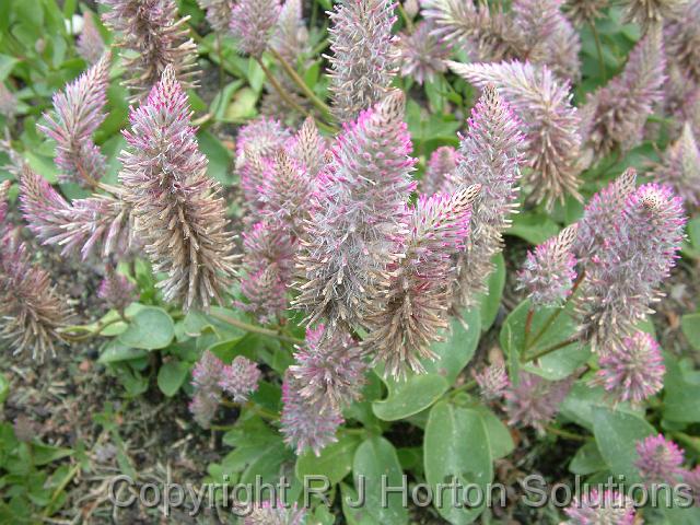 Ptilotus 'Joey'